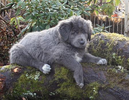 Do Khyi Welpe, Dokhyi, tibetan mastiff, Tibetdogge