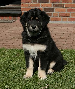 Do Khyi Welpe, Dokhyi, tibetan mastiff, Tibetdogge