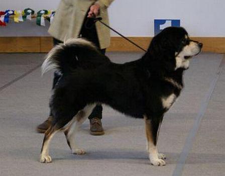 Do Khyi, Dokhyi, tibetan mastiff, Tibetdogge, Tibet Mastiff