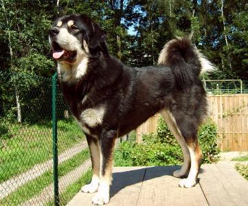 Do Khyi Dokhyi Do Khyi Tibetdogge Tibet Mastiff Tibetan Mastiff Tibetaanse Mastiff Fotos Do Khyi Hundinnen