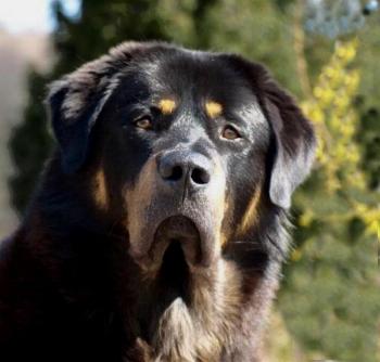 Black & Tan-farbiger Dokhyi mit goldbraunen Augen