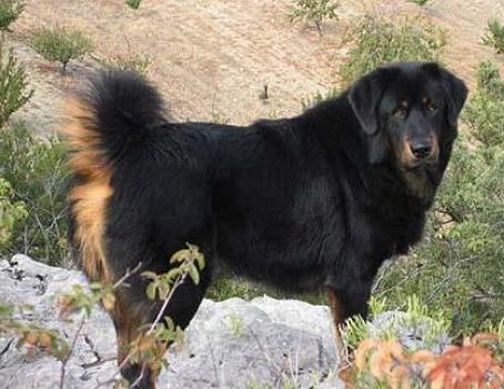 Do Khyi, Dokhyi, tibetan mastiff, Tibetdogge, Tibet Mastiff