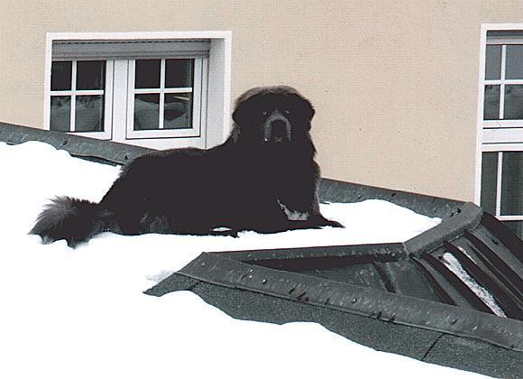 Do Khyi auf Dach