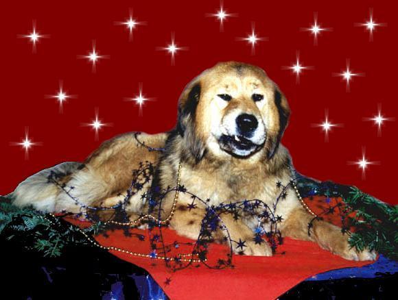 Do Khyi als Weihnachtsdeko