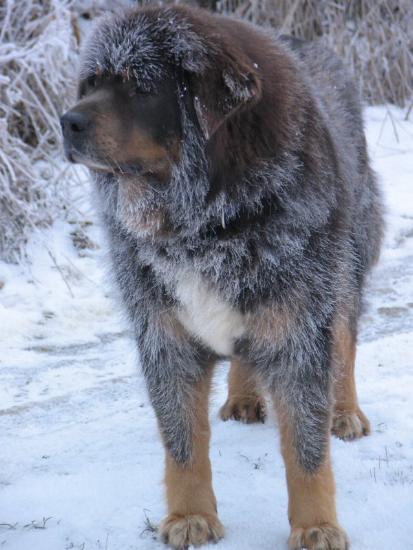 Do Khyi im Winter