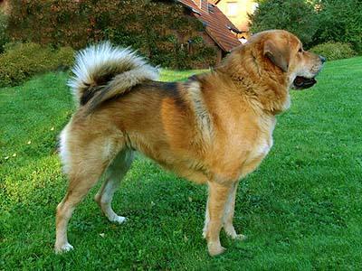 Do Khyi, Dokhyi, tibetan mastiff, Tibetdogge, Tibet Mastiff