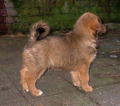 Do Khyi Welpe, Dokhyi, tibetan mastiff, Tibetdogge