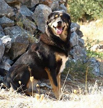 Do Khyi, Dokhyi, tibetan mastiff, Tibetdogge, Tibet Mastiff