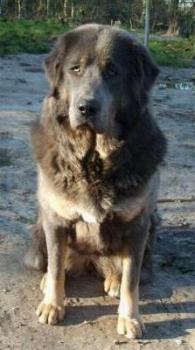Do Khyi, Dokhyi, tibetan mastiff, Tibetdogge, Tibet Mastiff