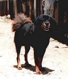 Do Khyi, Dokhyi, tibetan mastiff, Tibetdogge