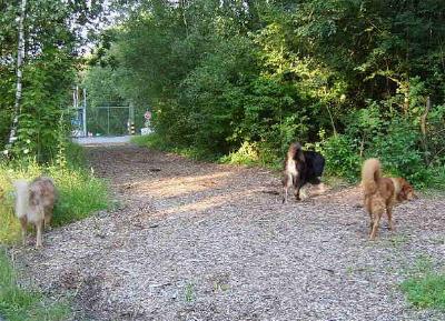 Do Khyi, Dokhyi, tibetan mastiff, Tibetdogge, Tibet Mastiff