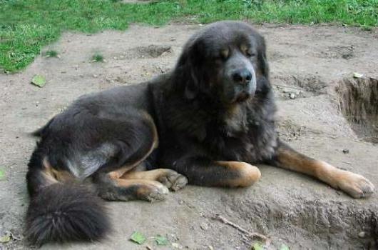 Do Khyi, Dokhyi, tibetan mastiff, Tibetdogge, Tibet Mastiff