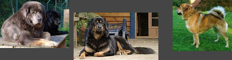 Do Khyi, Dokhyi, tibetan mastiff, Tibetdogge