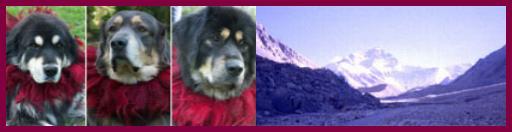 Do Khyi Welpe, Dokhyi, tibetan mastiff, Tibetdogge