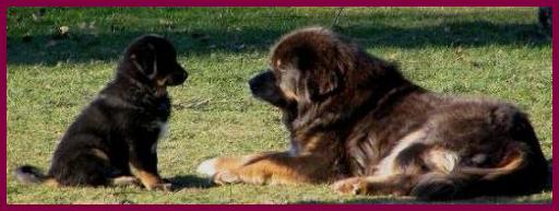 Do Khyi Welpe, Dokhyi, tibetan mastiff, Tibetdogge