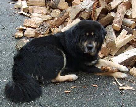 Do Khyi, Dokhyi, tibetan mastiff, Tibetdogge, Tibet Mastiff