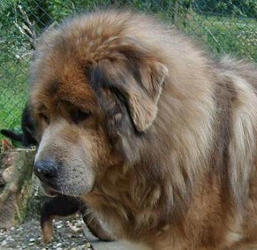 Do Khyi, Dokhyi, tibetan mastiff, Tibetdogge, Tibet Mastiff