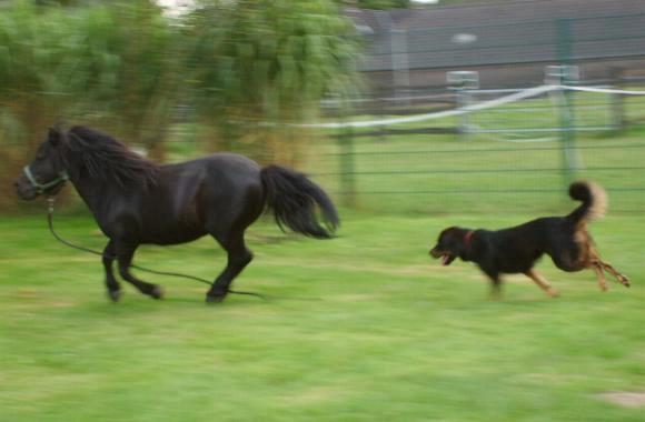 Do Khyi treibt Pony