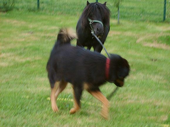 Do Khyi f&uuml;hrt Pony