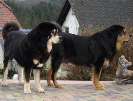 Do Khyi, Dokhyi, tibetan mastiff, Tibetdogge, Tibet Mastiff