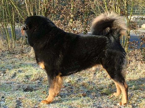 Do Khyi, Dokhyi, tibetan mastiff, Tibetdogge, Tibet Mastiff