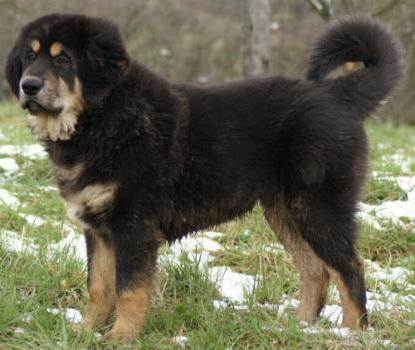 Do Khyi Welpe, Dokhyi, tibetan mastiff, Tibetdogge