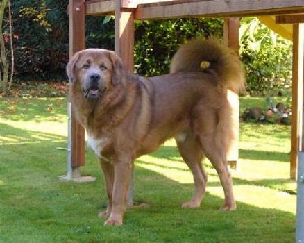 Do Khyi, Dokhyi, tibetan mastiff, Tibetdogge, Tibet Mastiff