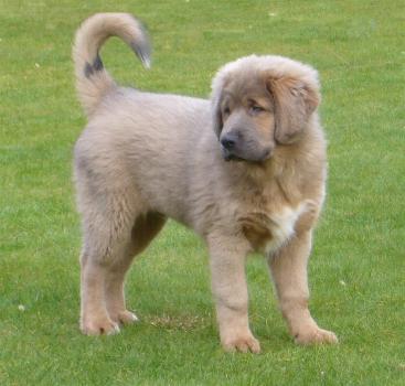 Do Khyi Welpe, Dokhyi, tibetan mastiff, Tibetdogge