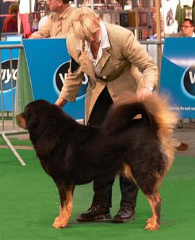 Do Khyi, Dokhyi, tibetan mastiff, Tibetdogge, Tibet Mastiff
