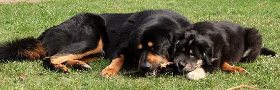 Do Khyi Welpe, Dokhyi, tibetan mastiff, Tibetdogge