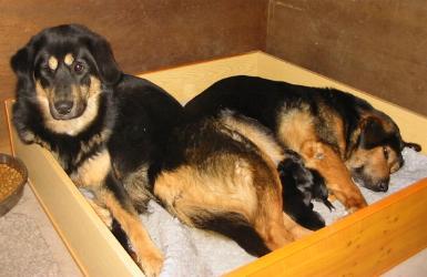 Do Khyi Welpe, Dokhyi, tibetan mastiff, Tibetdogge
