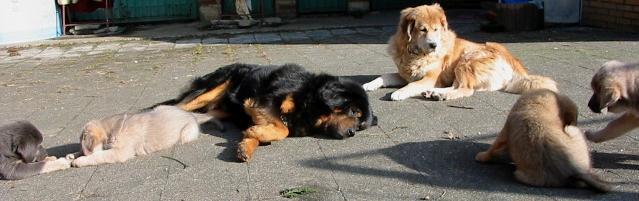 Do Khyi Welpe, Dokhyi, tibetan mastiff, Tibetdogge