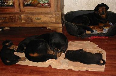Do Khyi Welpe, Dokhyi, tibetan mastiff, Tibetdogge