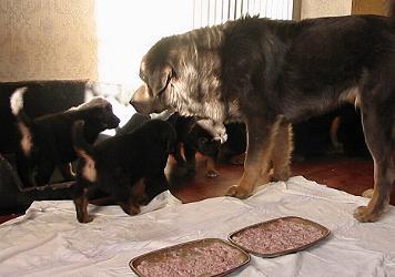 Do Khyi Welpe, Dokhyi, tibetan mastiff, Tibetdogge