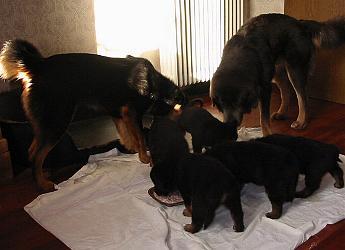 Do Khyi Welpe, Dokhyi, tibetan mastiff, Tibetdogge