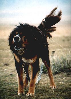 Do Khyi, Dokhyi, tibetan mastiff, Tibetdogge