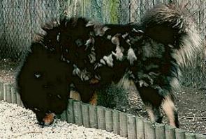 Do Khyi Welpe, Dokhyi, tibetan mastiff, Tibetdogge