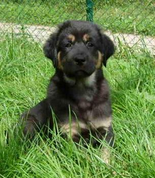 Do Khyi Welpe, Dokhyi, tibetan mastiff, Tibetdogge