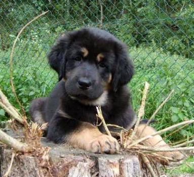 Do Khyi Welpe, Dokhyi, tibetan mastiff, Tibetdogge